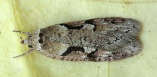 Attēlu rezultāti vaicājumam “Semioscopis steinkellneriana”