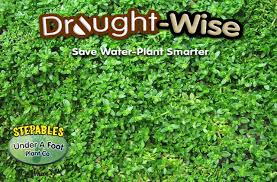 Attēlu rezultāti vaicājumam “Herniaria glabra”