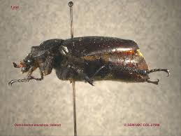 Attēlu rezultāti vaicājumam “Osmoderma barnabita imago”