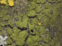 Attēlu rezultāti vaicājumam “Scoliciosporum chlorococcum”