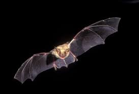 Attēlu rezultāti vaicājumam “Myotis sp.”