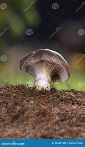 Attēlu rezultāti vaicājumam “Gomphidius glutinosus”