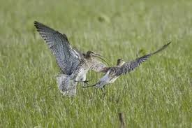 Attēlu rezultāti vaicājumam “Numenius arquata adult”