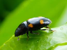 Attēlu rezultāti vaicājumam “Glischrochilus hortensis”