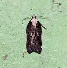 Attēlu rezultāti vaicājumam “Acleris cristana”