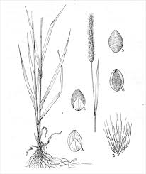 Attēlu rezultāti vaicājumam “Setaria glauca”