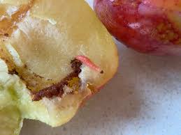 Attēlu rezultāti vaicājumam “Grapholita funebrana larva”