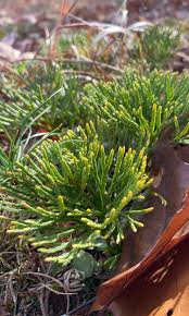 Attēlu rezultāti vaicājumam “Diphasiastrum tristachyum”