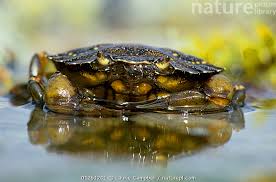 Image result for Carcinus maenas