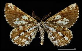 Attēlu rezultāti vaicājumam “Bupalus piniaria male”