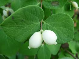 Attēlu rezultāti vaicājumam “Symphoricarpos albus fruit”
