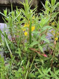 Attēlu rezultāti vaicājumam “Lysimachia thyrsiflora bud”