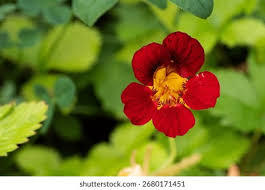 Image result for Tropaeolum majus