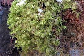 Attēlu rezultāti vaicājumam “Hylocomium splendens sporophyte”