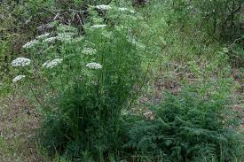 Attēlu rezultāti vaicājumam “Daucus carota subsp. carota leaf”