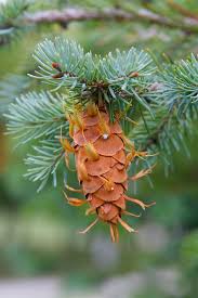 Attēlu rezultāti vaicājumam “Pseudotsuga menziesii var. glauca”