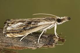 Attēlu rezultāti vaicājumam “Catoptria verellus”