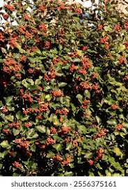 Attēlu rezultāti vaicājumam “Sorbus intermedia”