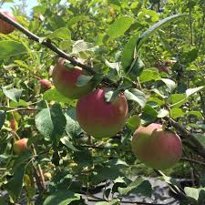 Attēlu rezultāti vaicājumam “Malus domestica”