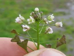 Attēlu rezultāti vaicājumam “Capsella bursa-pastoris flower”