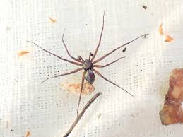 Attēlu rezultāti vaicājumam “Philodromidae”