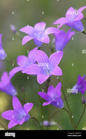 Attēlu rezultāti vaicājumam “Campanula patula”