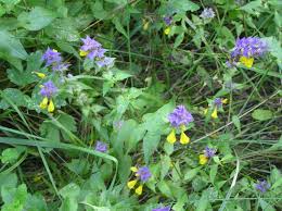 Attēlu rezultāti vaicājumam “Melampyrum nemorosum”