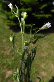 Attēlu rezultāti vaicājumam “Microrrhinum minus”