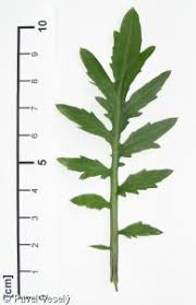 Attēlu rezultāti vaicājumam “Rorippa sylvestris leaf”