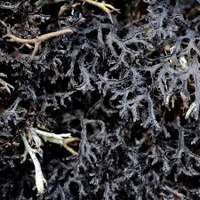 Attēlu rezultāti vaicājumam “Cetraria sepincola”