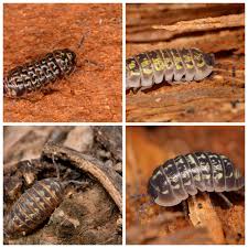 Attēlu rezultāti vaicājumam “Armadillidium pulchellum”