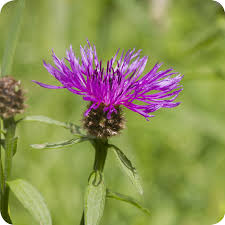 Image result for Centaurea nigra