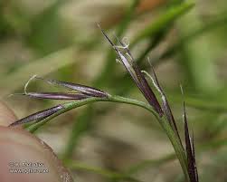 Attēlu rezultāti vaicājumam “Nardus stricta”