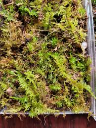 Attēlu rezultāti vaicājumam “Thuidium delicatulum”