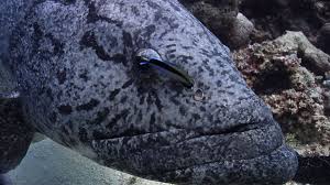 Image result for Epinephelus tukula