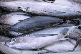 Image result for Thunnus alalunga