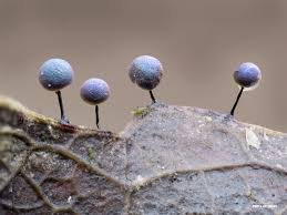 Attēlu rezultāti vaicājumam “Lamproderma pseudomaculatum”