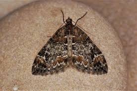 Attēlu rezultāti vaicājumam “Dysstroma truncata”