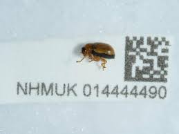 Attēlu rezultāti vaicājumam “Cryptocephalus pusillus”