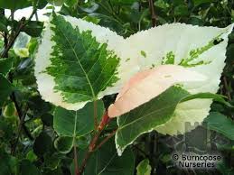 Attēlu rezultāti vaicājumam “Populus x jackii leaf”