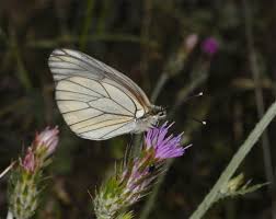 Attēlu rezultāti vaicājumam “Aporia crataegi female”