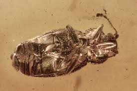 Attēlu rezultāti vaicājumam “Latridiidae”