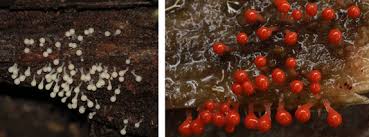 Attēlu rezultāti vaicājumam “Lycogala botrydium spores”