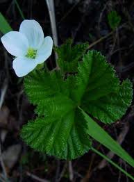Attēlu rezultāti vaicājumam “Rubus chamaemorus flower”