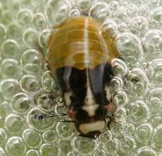 Attēlu rezultāti vaicājumam “Aphrophora nymph”