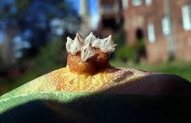 Attēlu rezultāti vaicājumam “Melampsoridium sp.”