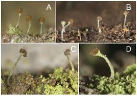 Attēlu rezultāti vaicājumam “Sclerophora coniophaea”