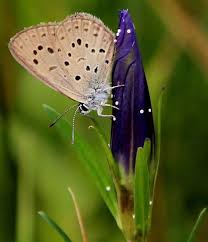 Attēlu rezultāti vaicājumam “Maculinea alcon”