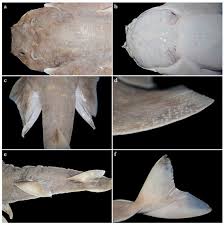 Image result for Squatina dumeril