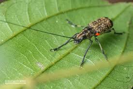 Attēlu rezultāti vaicājumam “Anthribidae”